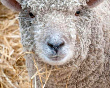 Southdown sheep