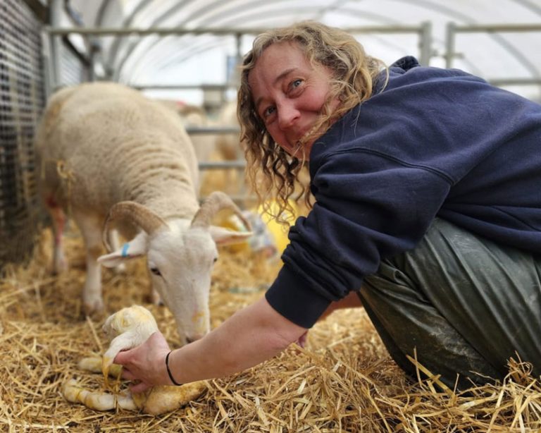 Spring lambing - ewe and lamb with shepherdess