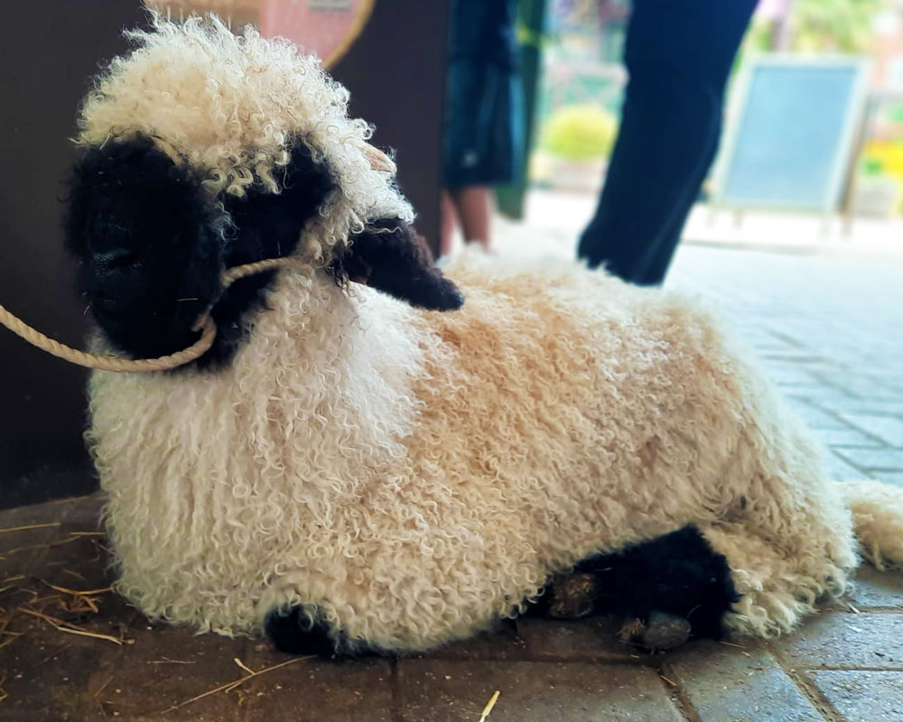 Swiss Valais Blacknose