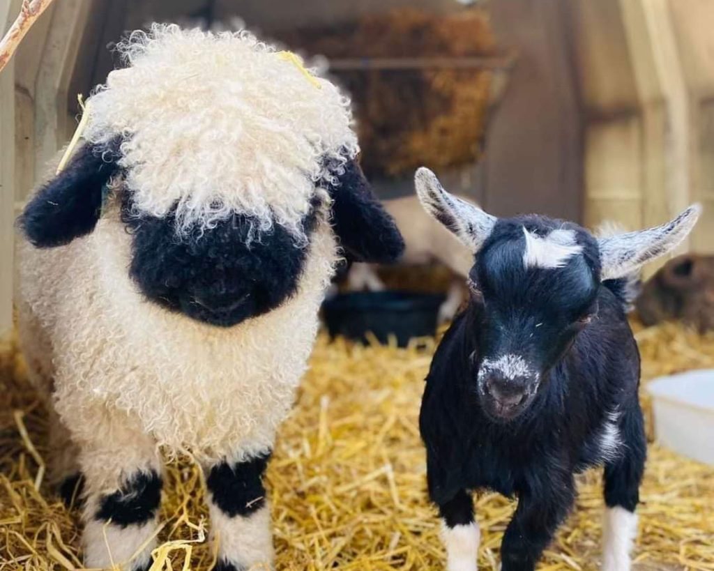 Swiss Valais Blacknose