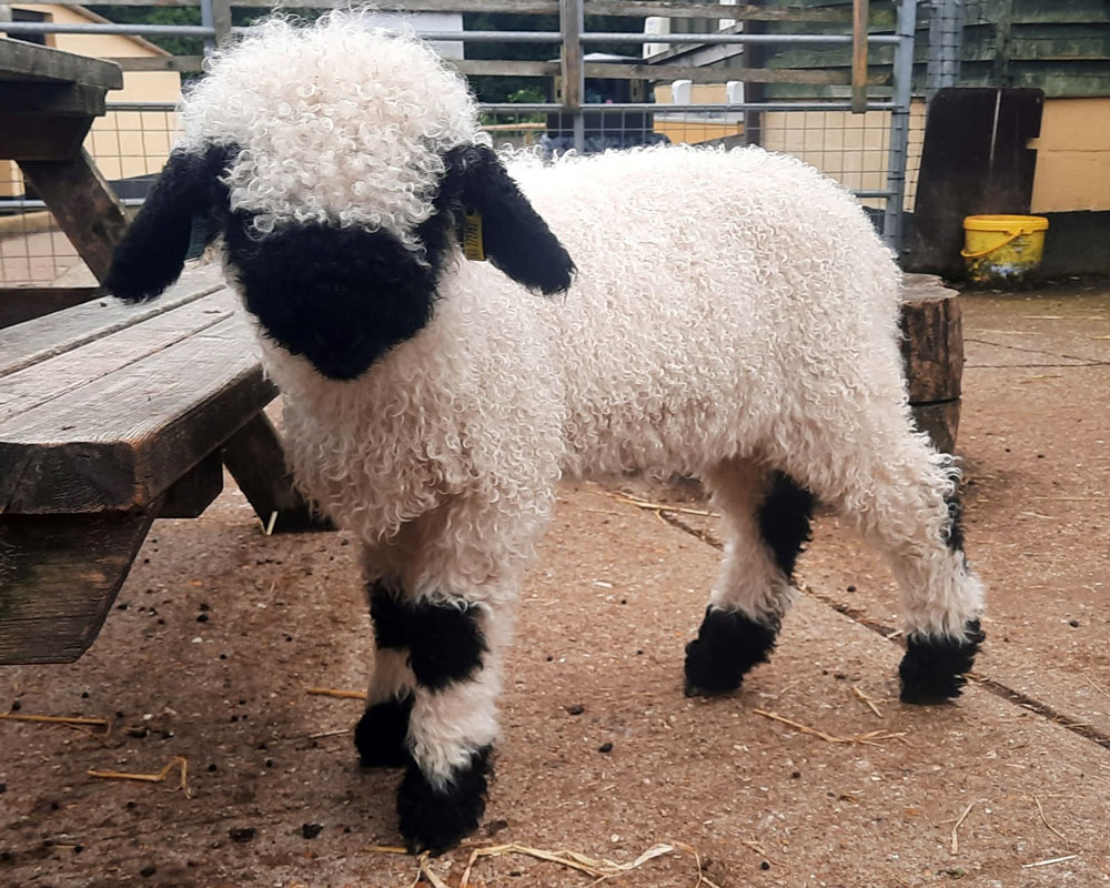 Swiss Valais Blacknose