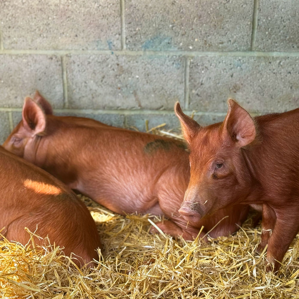 Tamworth pigs