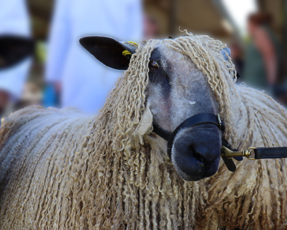 Wensleydale sheep