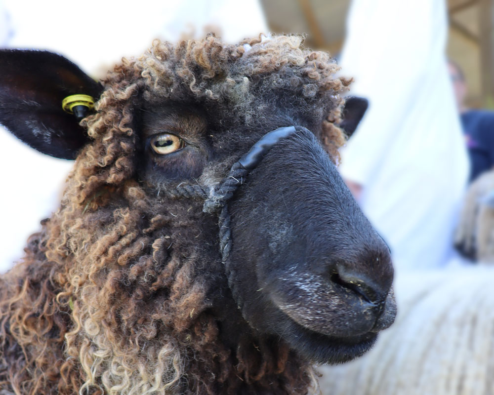 Wensleydale sheep