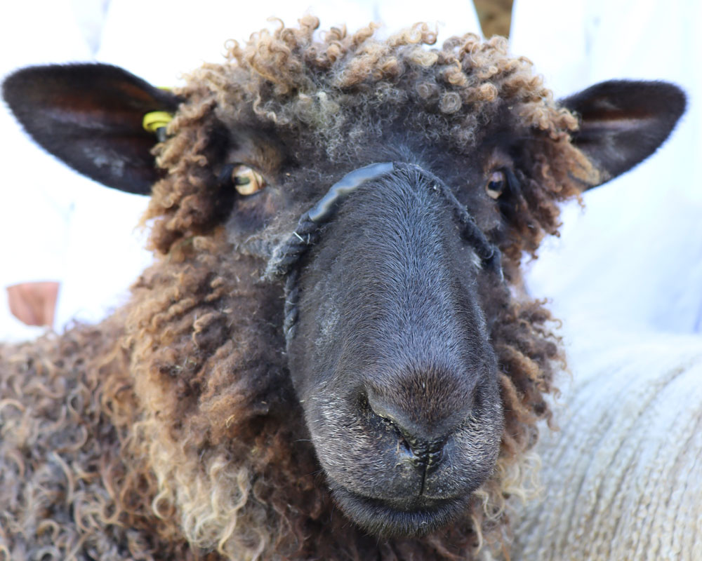 Wensleydale sheep
