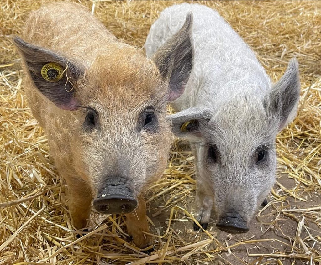 Mangalitza pig
