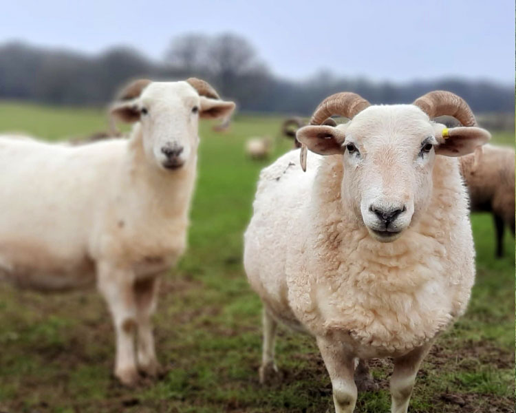 Wiltshire Horn sheep