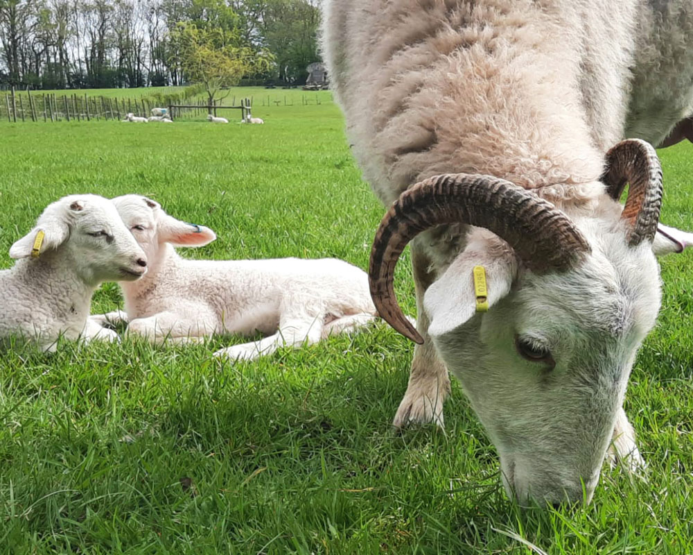 Wiltshire Horn sheep