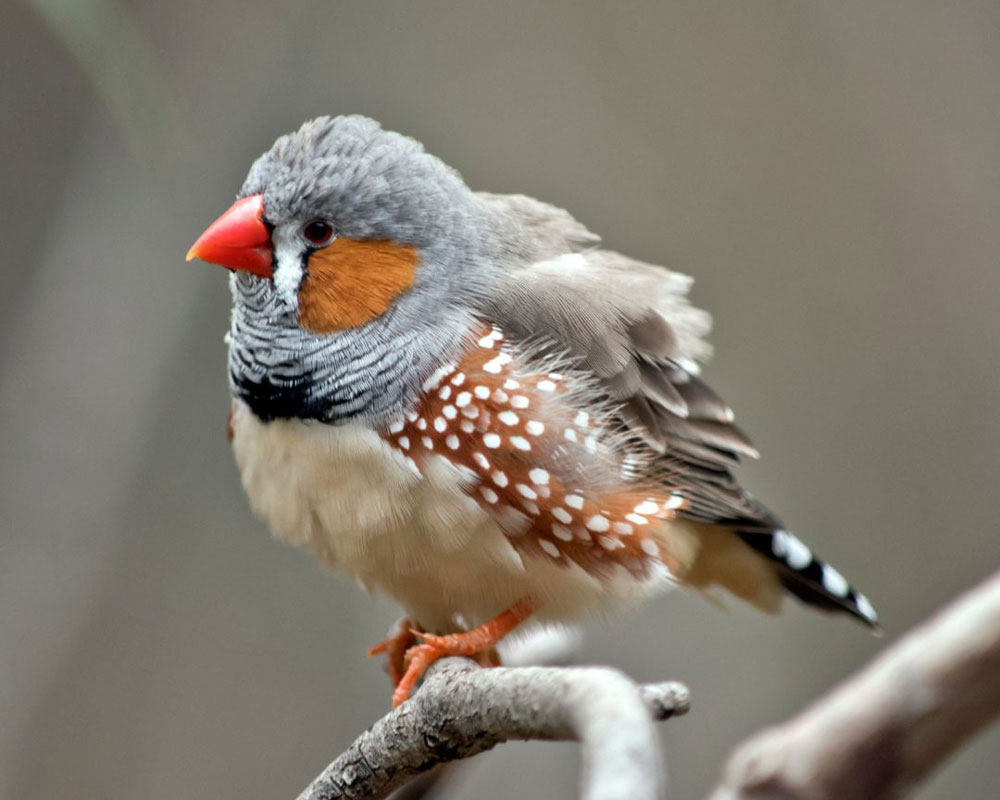 Zebra Finch