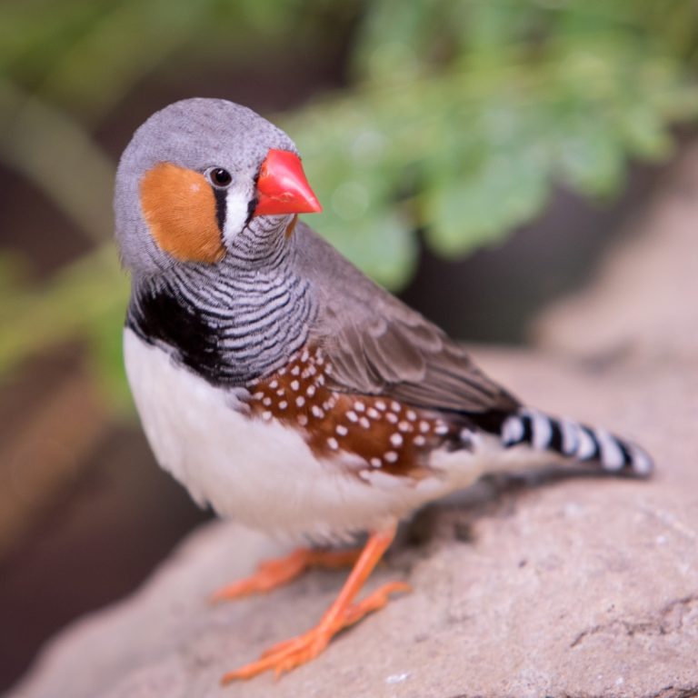 Zebra Finch