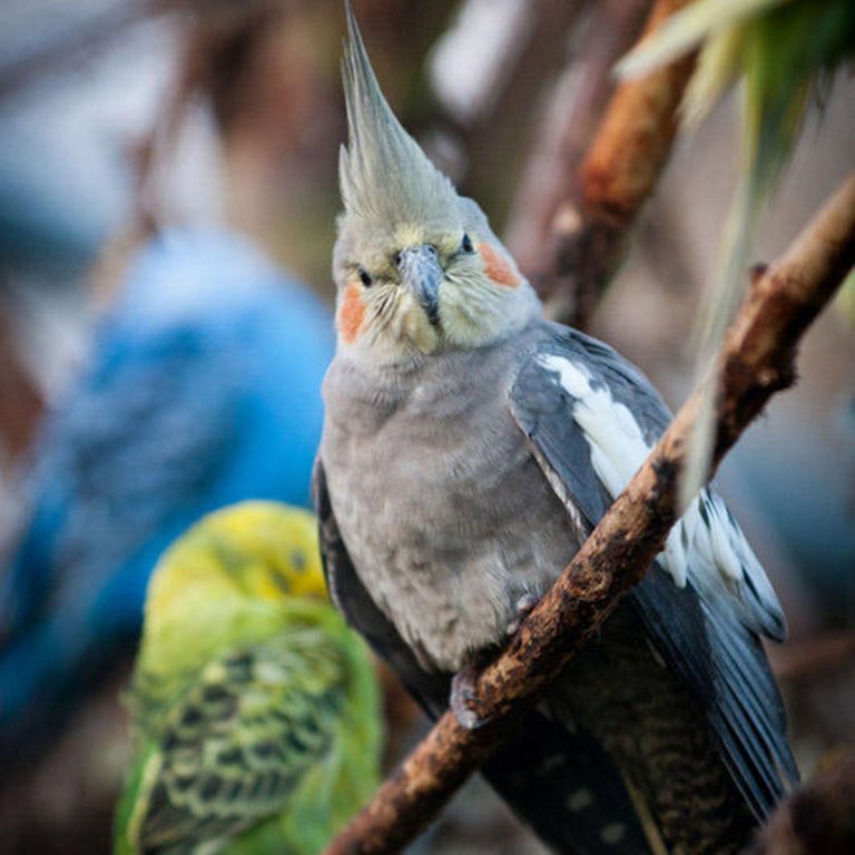 Aviary