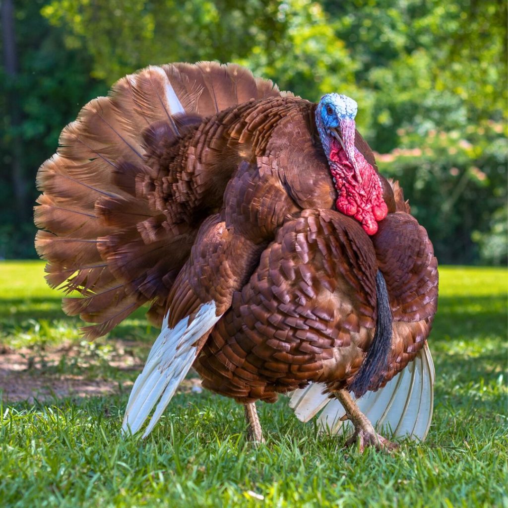 Bourbon Red turkey
