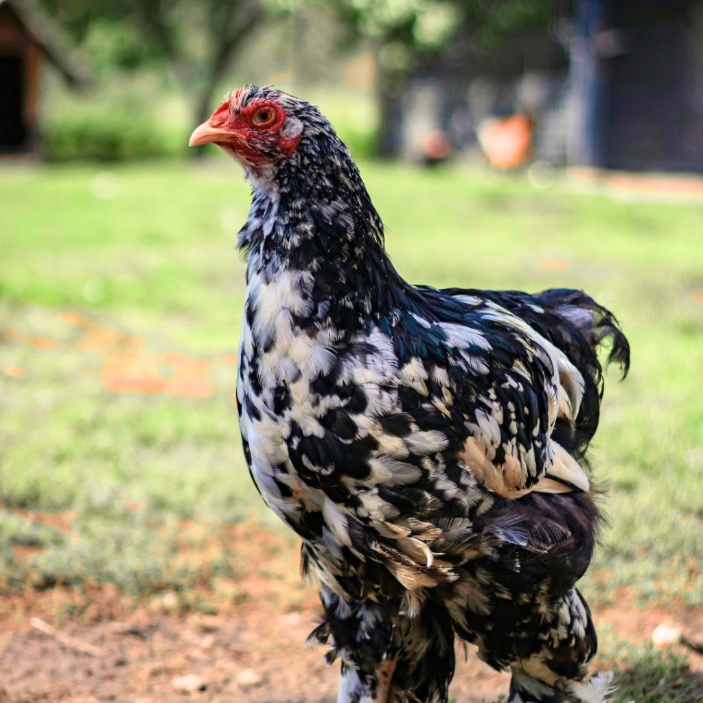Speckled Sussex chicken