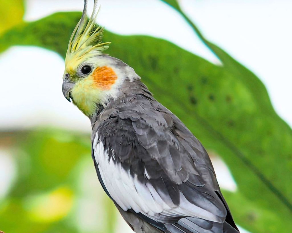 Cockatiel