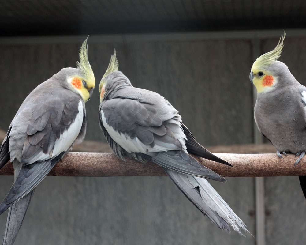 Cockatiels