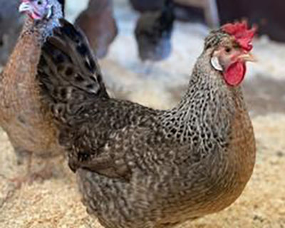 Cream Legbar chicken