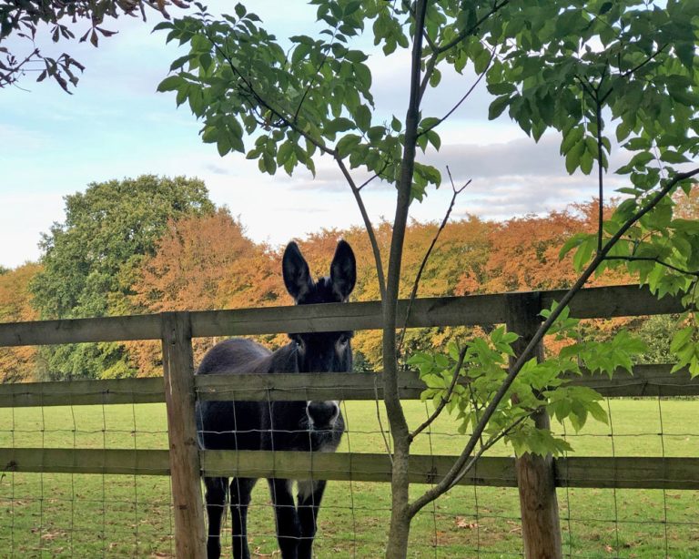 Autumn on the farm - donkey in the meadow