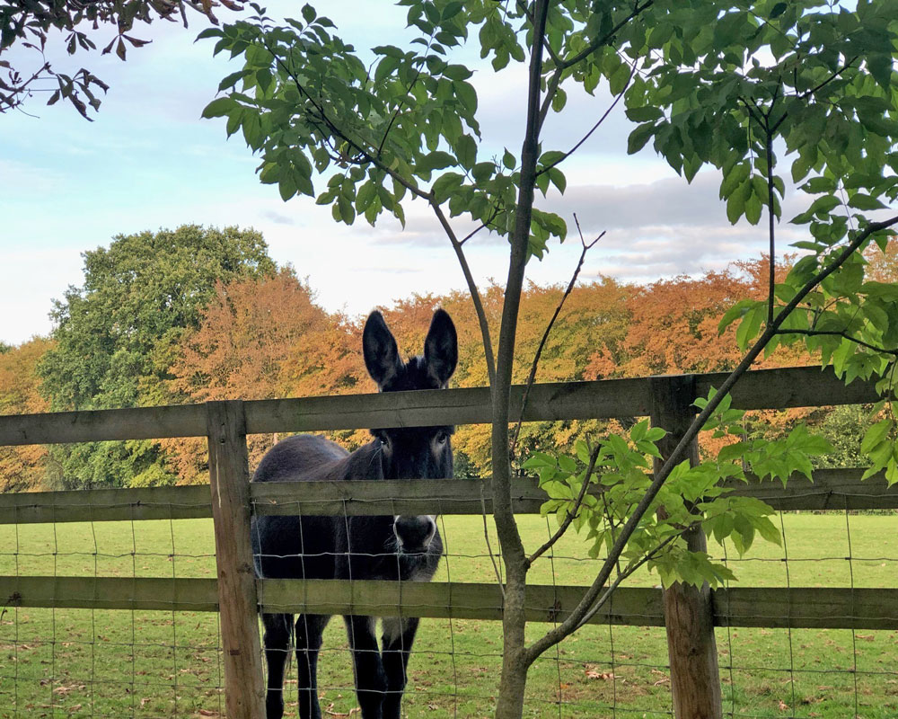 Autumn on the farm - donkey in the meadow