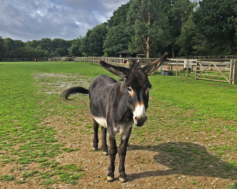 donkey in the meadow