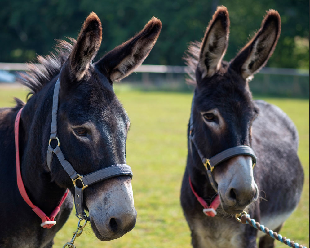 donkeys