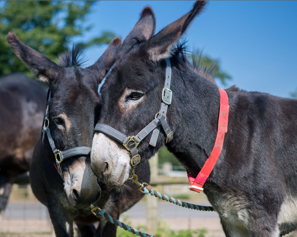 donkeys