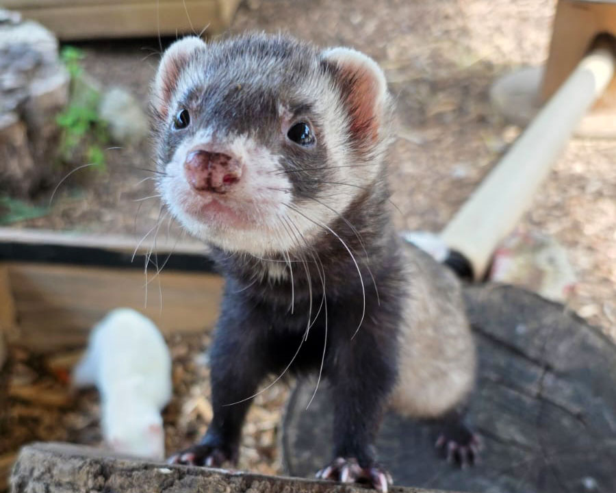 Ferret