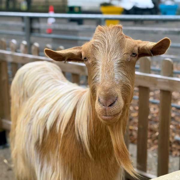 Golden Guernsey goat