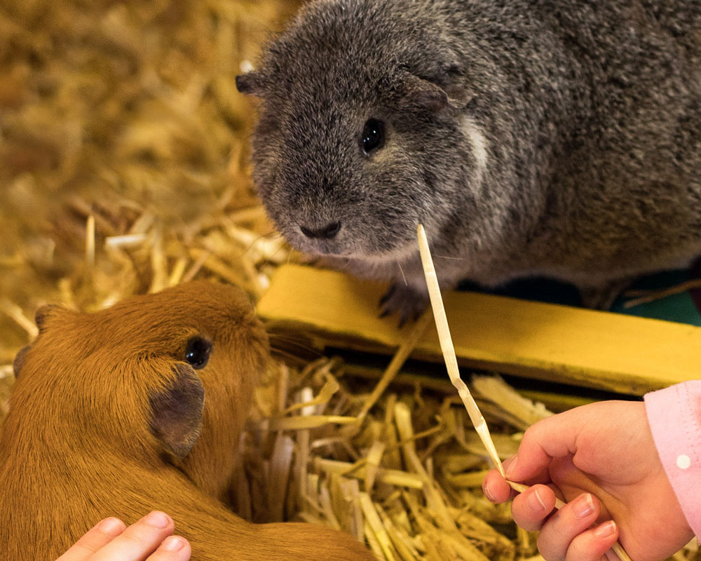 Guineas pigs