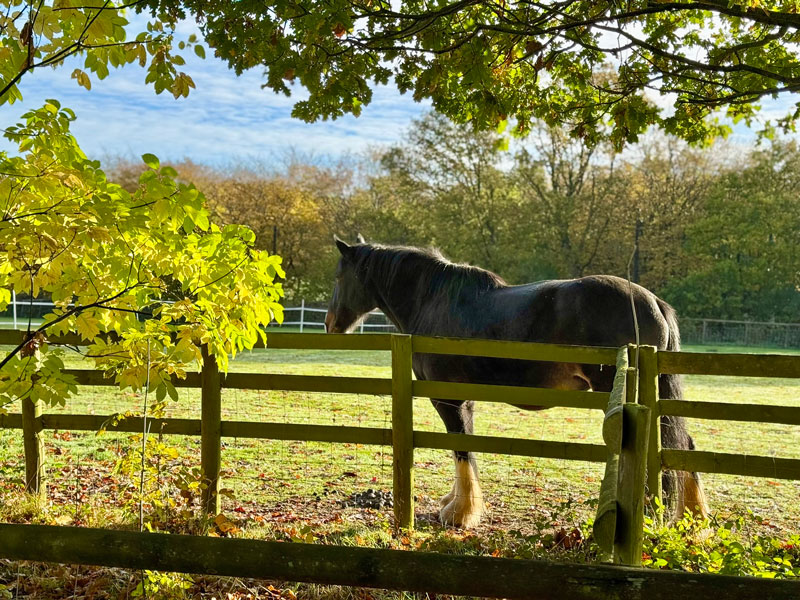 Picture of our shire horse, Rhona in an atutumn pasture