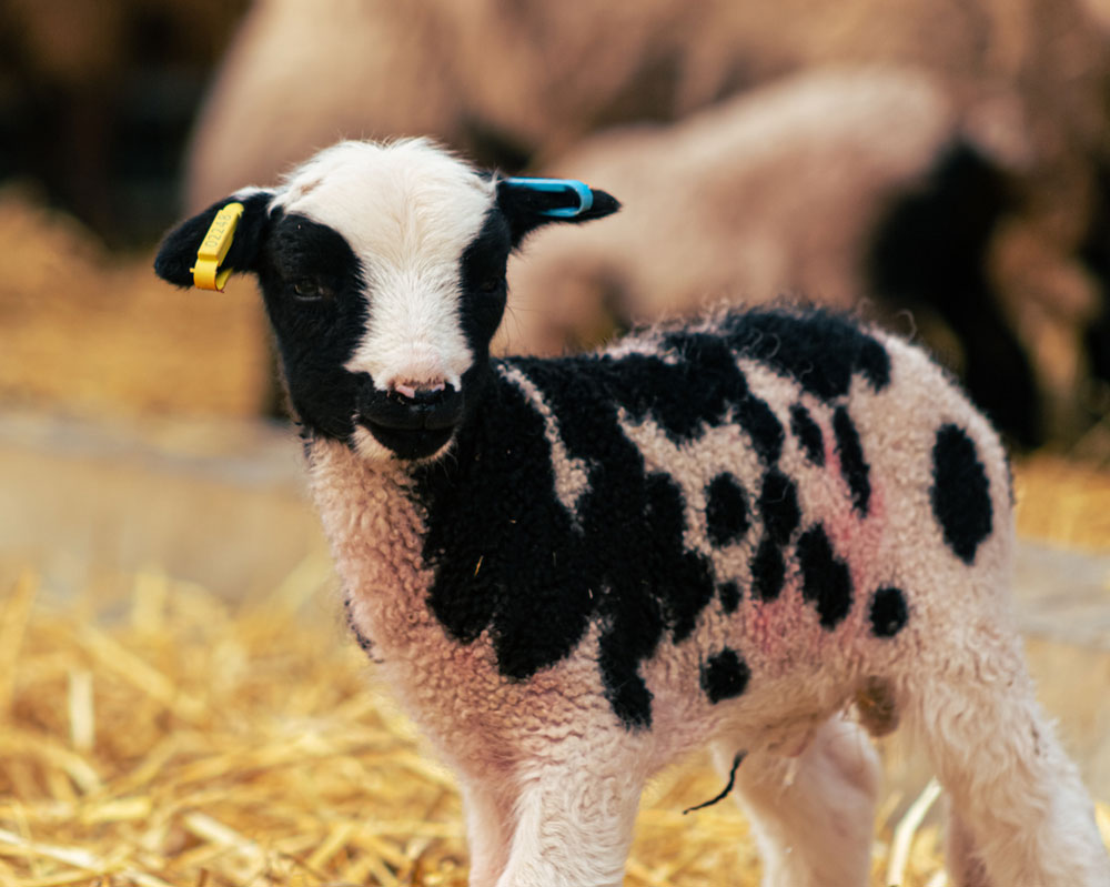 Jacobs lamb