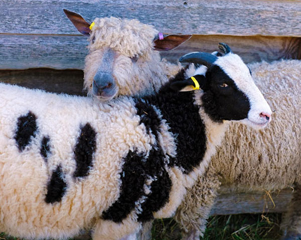 Jacobs sheep