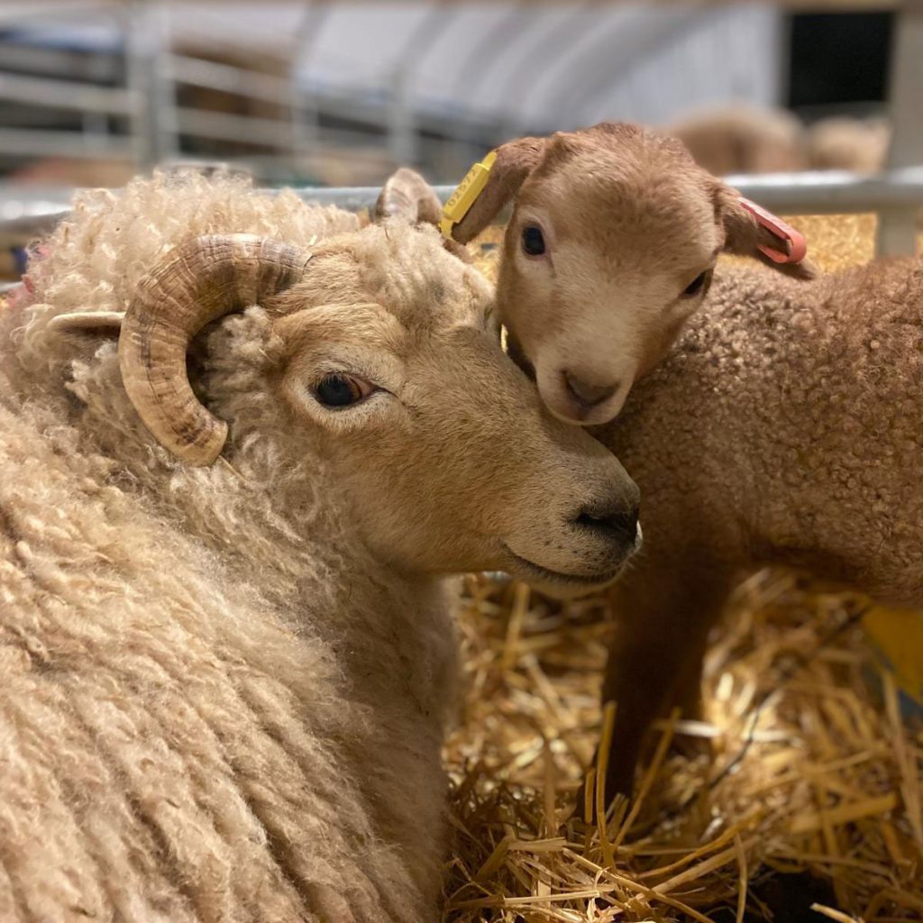 newborn lamb with ewe