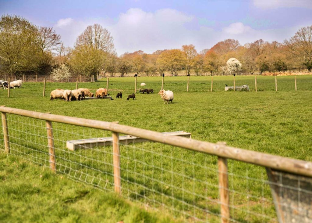 Sheep in the meadow