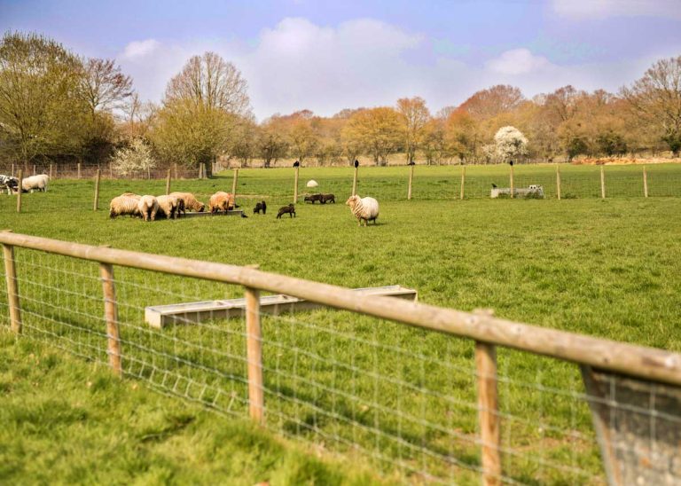 Sheep in the meadow