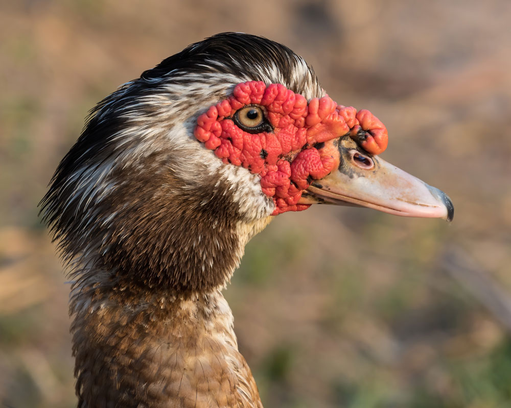 Muscovy duck