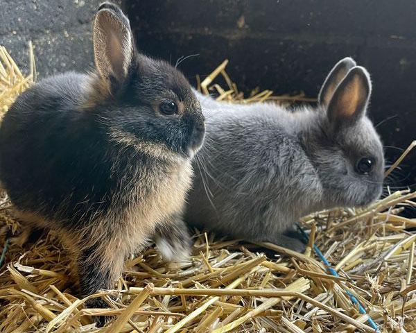 Netherland Dwarf rabbit