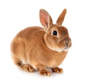Photo of a rex rabbit