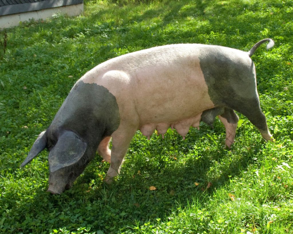 Saddleback pig