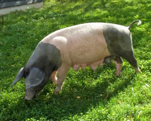 Saddleback pig