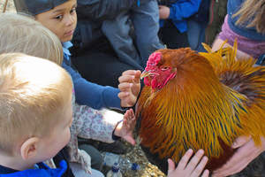 School group petting chicken