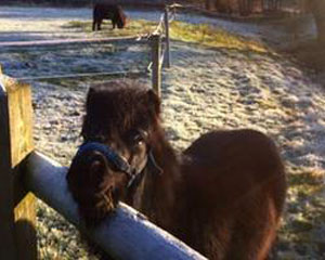Shetland pony