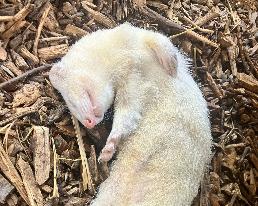 sleeping ferret
