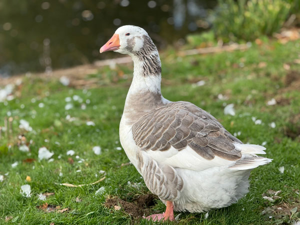 Picture of female West of England goose