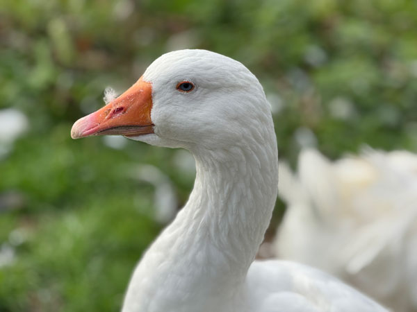 Picture of West of England male goose