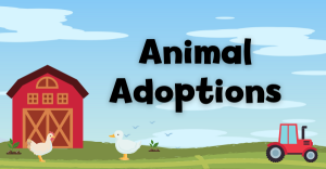 Animal Adoption