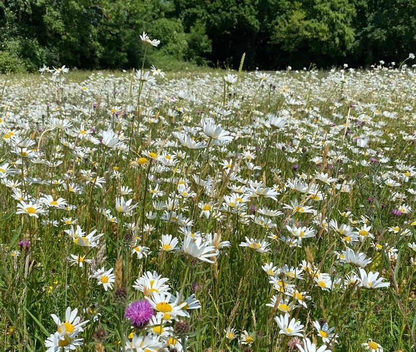 field full of white daisy flowers