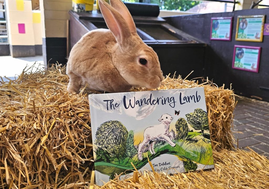 Wandering lamb book with a real rabbit