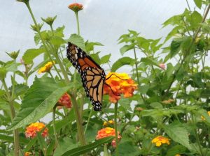 All about our Butterfly Tunnel