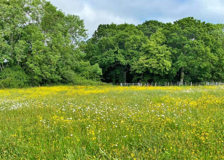 Wildflower meadow at the Rare Breeds Centre