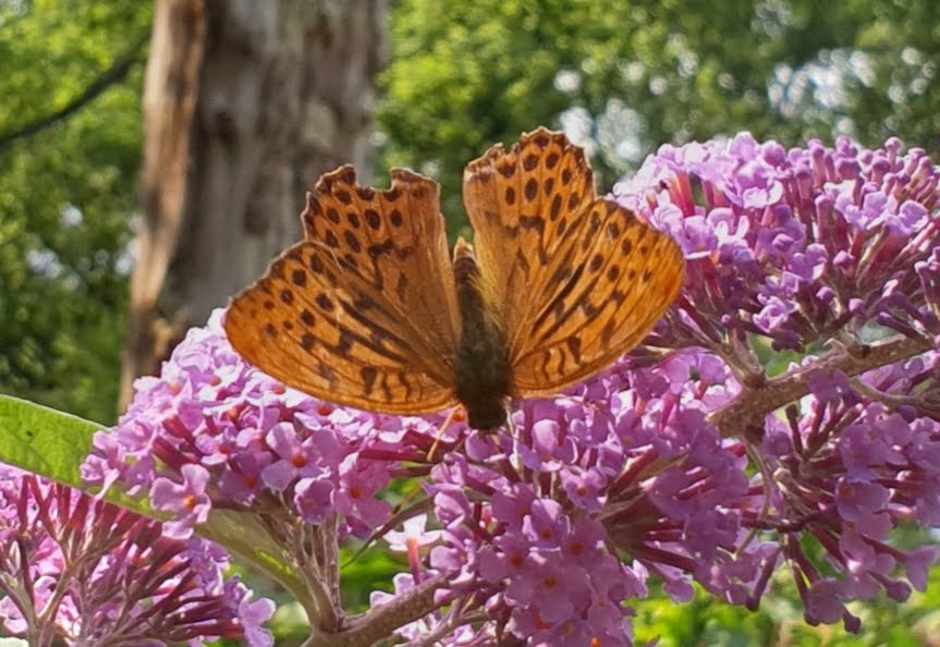 silver washed fritillary on pink flower